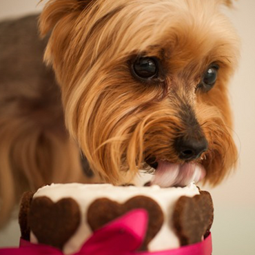 Special Occasion Cake